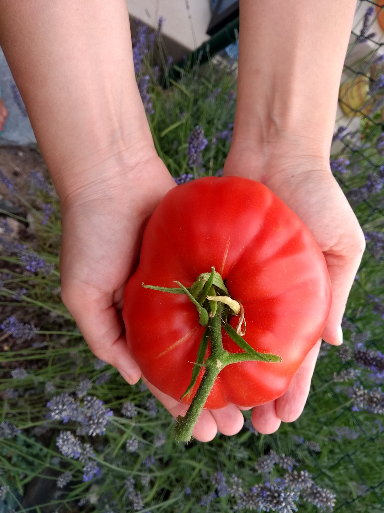 You need both hands of an adult woman to hold the tomato