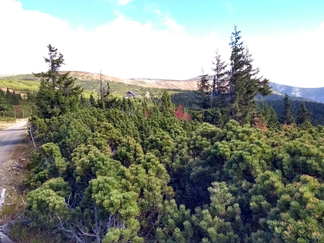 At 1300 meters you can see bald mountains