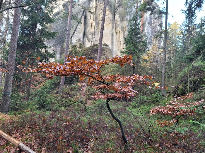 This tree is unable to shed its leaves, which are now dead